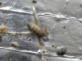 Cankerworm moth (Paleacrita vernata): female