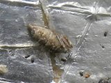 Cankerworm moth (Paleacrita vernata): female closer