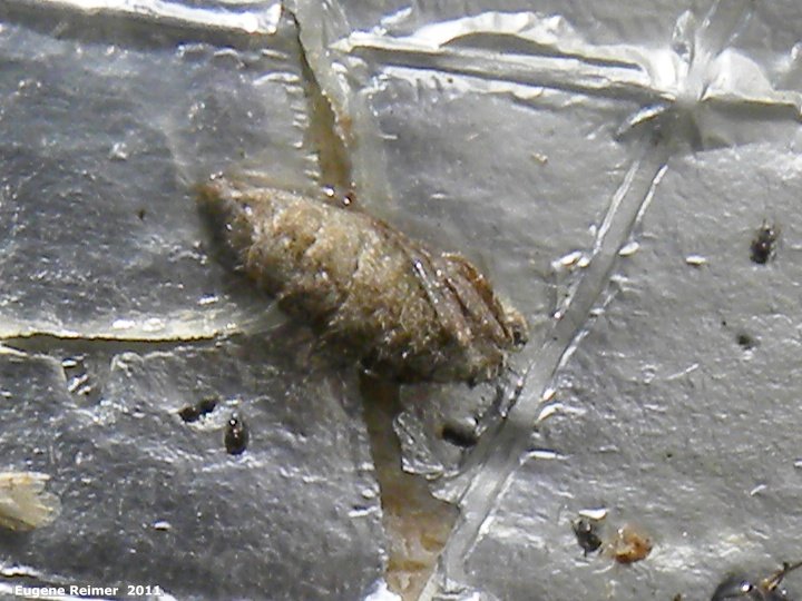 IMG 2011-Apr29 at Winnipeg:  Cankerworm moth (Paleacrita vernata) female closer