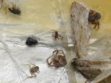 Spider (Araneae sp): several on sticky trap