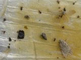 Cankerworm moth (Paleacrita vernata): male+female with Spider (Araneae sp)