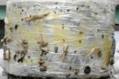 sticky trap: with Insect (Insecta sp) several