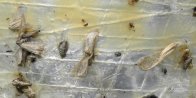 Cankerworm moth (Paleacrita vernata): male+female