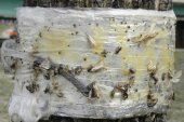 sticky trap: with Insect (Insecta sp) several