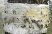 sticky trap: with Insect (Insecta sp) several