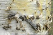 Cankerworm moth (Paleacrita vernata): male+female