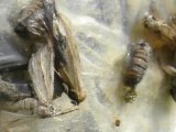 Cankerworm moth (Paleacrita vernata): female