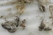 Cankerworm moth (Paleacrita vernata): female several