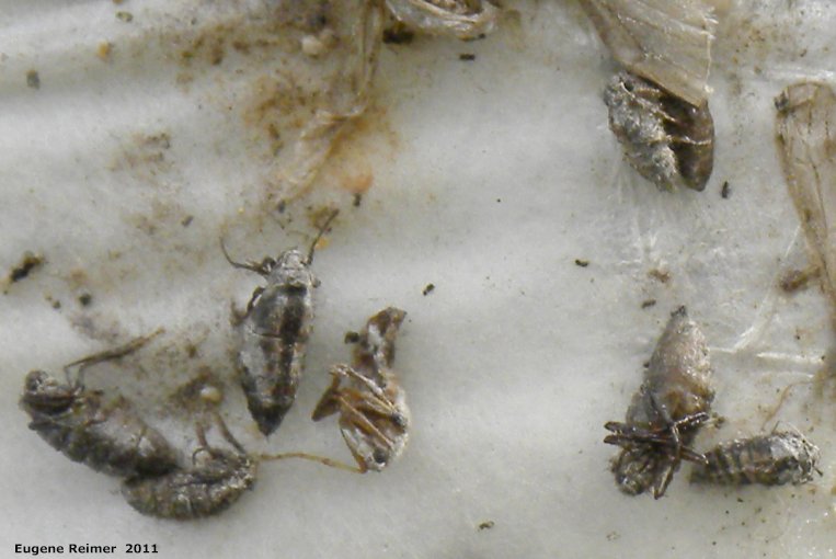 IMG 2011-Apr29 at Winnipeg:  Cankerworm moth (Paleacrita vernata) female several