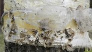 sticky trap: with Insect (Insecta sp) several