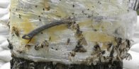 sticky trap: with Insect (Insecta sp) several