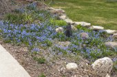 Siberian squill (Scilla siberica): in flowerbed alongside Kingston-Row