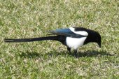 Black-billed magpie (Pica hudsonia):