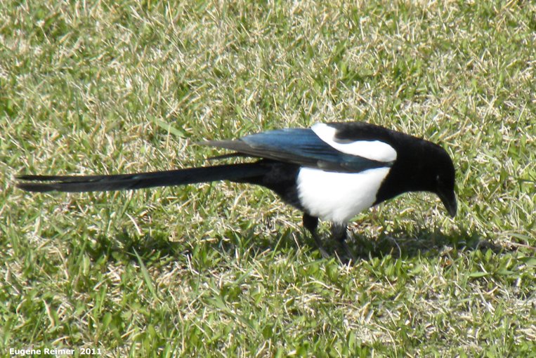 IMG 2011-Apr29 at St-Mary's Rd and SE-Winnipeg or East side of Red River:  Black-billed magpie (Pica hudsonia)