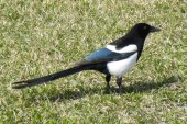 Black-billed magpie (Pica hudsonia):
