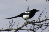 Black-billed magpie (Pica hudsonia): eating Ramshorn snail (Planorbidae sp)