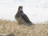 Redtailed hawk (Buteo jamaicensis)?: