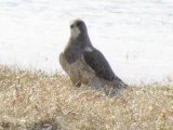 Redtailed hawk (Buteo jamaicensis)?: