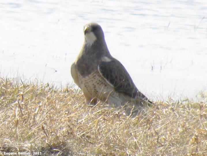 IMG 2011-Apr29 at St-Mary's Rd and SE-Winnipeg or East side of Red River:  Redtailed hawk (Buteo jamaicensis)?