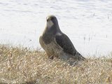 Redtailed hawk (Buteo jamaicensis)?: