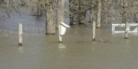 flood water: and Bluebird (Sialia sp) nesting-box closer