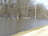 flood water: and Bluebird (Sialia sp) nesting-box