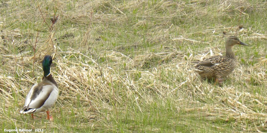 IMG 2011-May08 at Hazelridge Road southwest of Birds Hill Park:  Mallard (Anas platyrhynchos) male+female pair