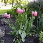 pink Tulip (Tulipa sp): clump