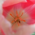 pink Tulip (Tulipa sp): closeup