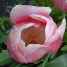 pink Tulip (Tulipa sp): flower from above