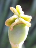pink Tulip (Tulipa sp): seed-pod