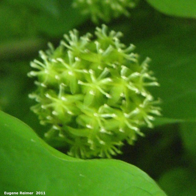 IMG 2011-Jun08 at St-Vital Park:  Carrion-flower (Smilax lasioneura) flower-cluster (bad)