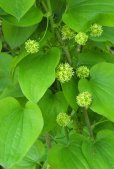 Carrion-flower (Smilax lasioneura): plant with flowers