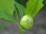 Bur oak (Quercus macrocarpa): oak-apple
