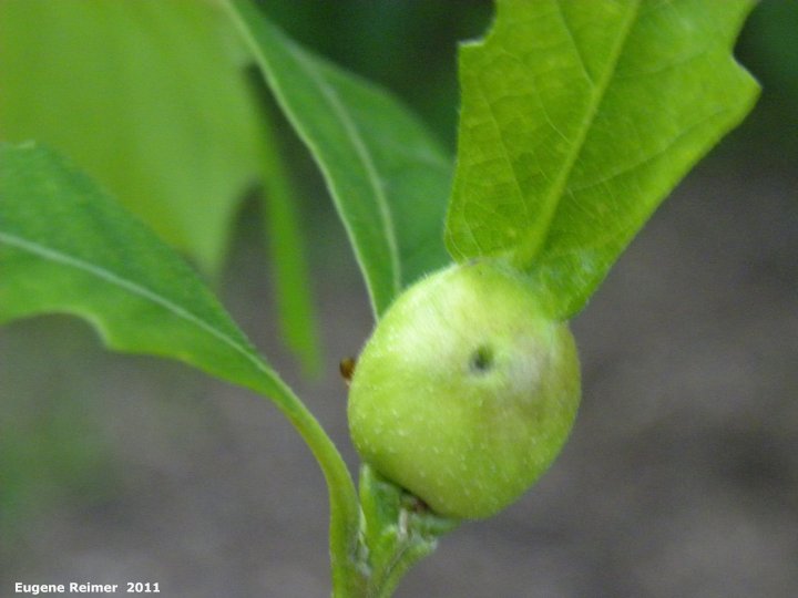 IMG 2011-Jun08 at St-Vital Park:  Bur oak (Quercus macrocarpa) oak-apple