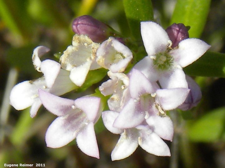 IMG 2011-Jun12 at Birds Hill Park:&nbsp; Longleaf bluet (Houstonia longifolia) flowers closer