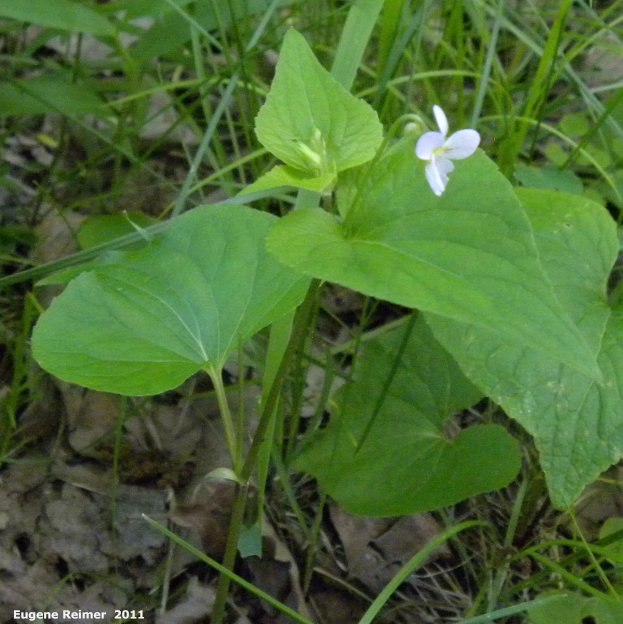 IMG 2011-Jun18 at Pumpkin-Creek ski-trails northwest of Five-Corners:&nbsp; Canada white violet (Viola canadensis) plant