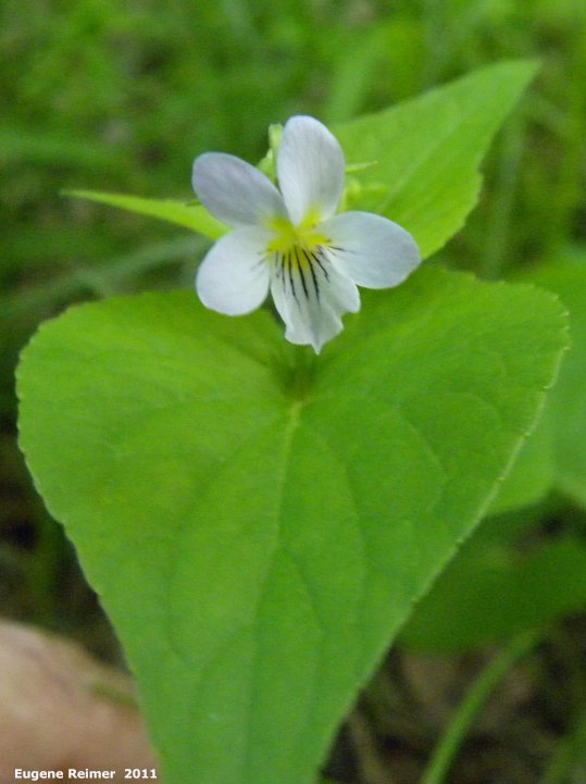 IMG 2011-Jun18 at Pumpkin-Creek ski-trails northwest of Five-Corners:&nbsp; Canada white violet (Viola canadensis) flower + leaf