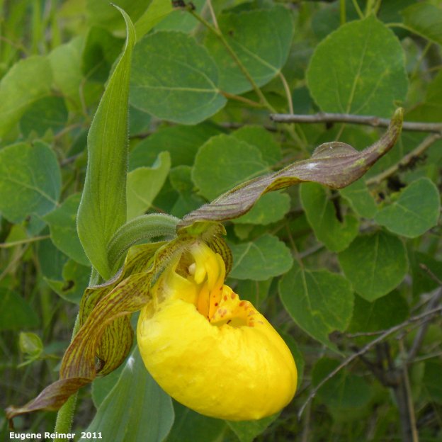 IMG 2011-Jun18 at Ridge-Rd northwest of Five-Corners:  Large-variety yellow ladyslipper (Cypripedium parviflorum var pubescens) flower