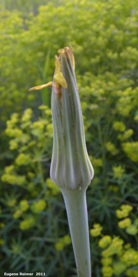 IMG 2011-Jun18 at Deerwood WMA west of Five-Corners:  Goatsbeard (Tragopogon sp) flower closed