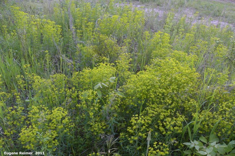 IMG 2011-Jun18 at Deerwood WMA west of Five-Corners:  Leafy spurge (Euphorbia esula) clump