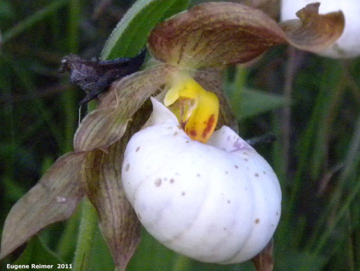 IMG 2011-Jun18 at Carman MB:  Small white ladyslipper (Cypripedium candidum) or Hybrid small white X yellow ladyslipper (Cypripedium X andrewsii) flower