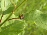 Spreading dogbane (Apocynum androscemifolium): being eaten by unidentified Beetle (Coleoptera sp)
