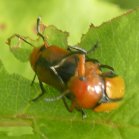 Beetle (Coleoptera sp): mating pair on Spreading dogbane (Apocynum androscemifolium)