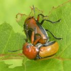Beetle (Coleoptera sp): mating pair on Spreading dogbane (Apocynum androscemifolium)