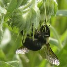 Bumblebee (Bombus sp): on Silverleaf phacelia (Phacelia hastata)