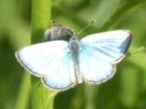 Blue butterfly (Polyommatinae sp): male+female