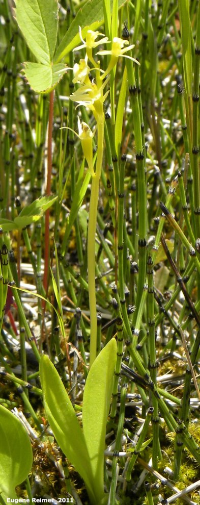 IMG 2011-Jun28 at the fen on pth15:  Loesels false-twayblade (Liparis loeselii) plant