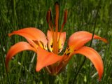 Wood lily (Lilium philadelphicum): flower
