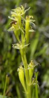 Loesels false-twayblade (Liparis loeselii): flowers